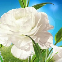 Mohammadreza Salmany