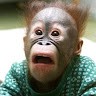 Funny Monkey