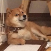 王月阳