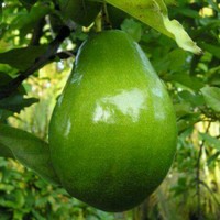 Aguacates La Esmeralda