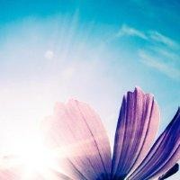 尚红梅