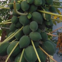 Buvanesh j