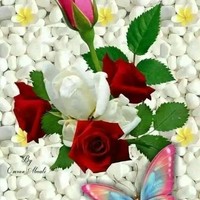Arshed Ali