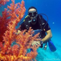 Tunisia Ahmed