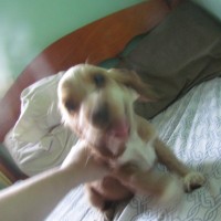 Mario nino antonucci