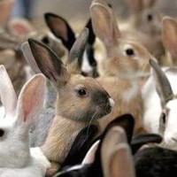 تربية الأرانب