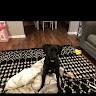 Jack the Lab