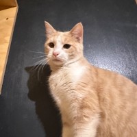 Raphael (First name only preferred)