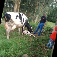 Dickson Gichimu