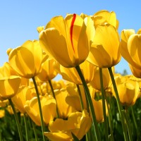 Rompicharla Naimisha