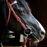 D'Arcy Allison-Teasley