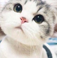 胡春芳