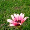 Hemalatha S