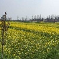 邓红涛