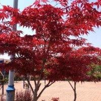 沈立鹏