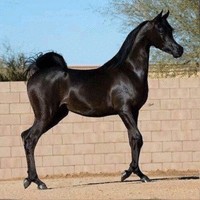ياسر بوسى