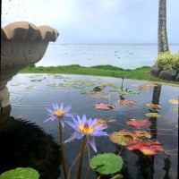 Gorilla culinary Fiji Islands