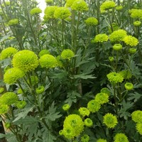 keihou(lott) boku(bu)