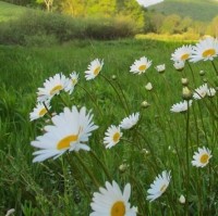 Thanh Ngân Lê Trần