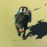 K 9