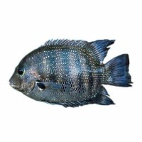 Aquarium Products
