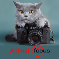 Animal Focus