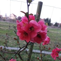Rachid Babou