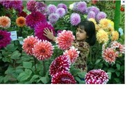 v Vithya