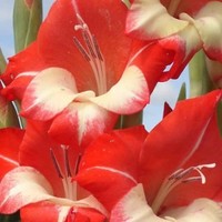 Алла Шабанова