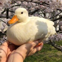高文婧