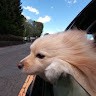 Toshi G