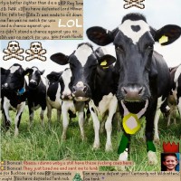 Cow Clan