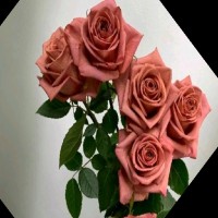 Md Shakeer