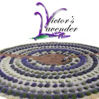 Victors Lavender