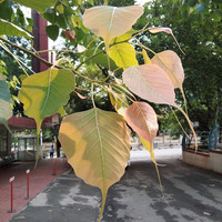 Kiran Raj