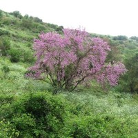 uri SADOT
