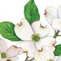 Flower Power