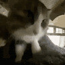 El Gato