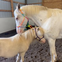 One Red Thread Equine Connection, Inc.