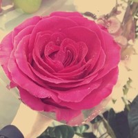 Amal Alsafwani