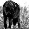 Canis Dirus