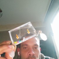 Павлин Георгиев