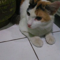 Novi Astuti