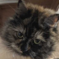 Nathan's Cat