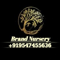 Brand Nursery 󱢏