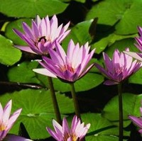 faizulazwarbaharom azwa