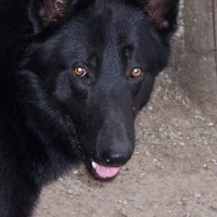 Black German Shepherd