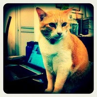 Ginger Raleigh