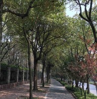 Qiang Cheng