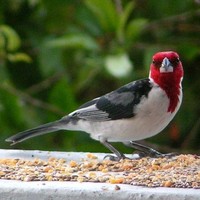 helton(bigu) bicalho brandão